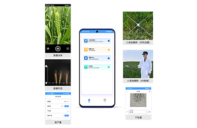 甘肃小麦亩穗数分析仪IN-XM02