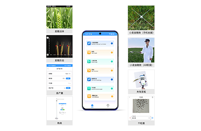 甘肃小麦表型测量仪IN-XM05